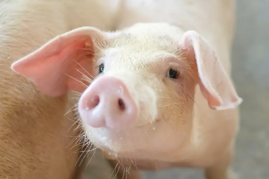 เกษตรกรเลี้ยงหมูโอดขาดทุนสะสม 3 ปี วอนผู้บริโภคเห็นใจ