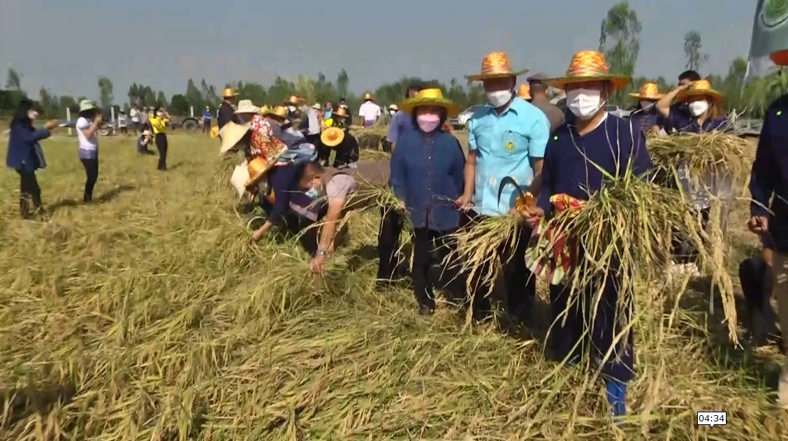 ประเพณีลงแขกเกี่ยวข้าว หว่านวันแม่เกี่ยววันพ่อ ตำข้าวเม่าเผาข้าวหลาม