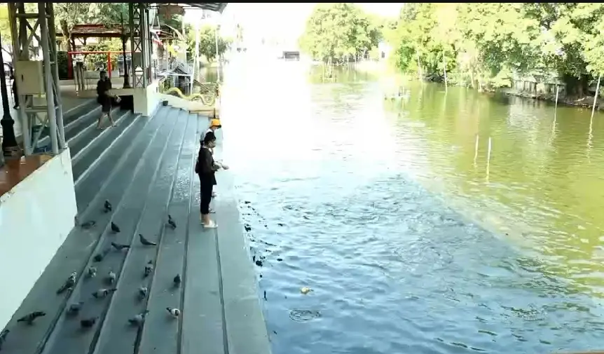 โวยโจรเมืองกรุงแสบย่องขโมยปลาวัดที่อยู่ริมคลองได้ปลาไปขายวันละเป็นตัน
