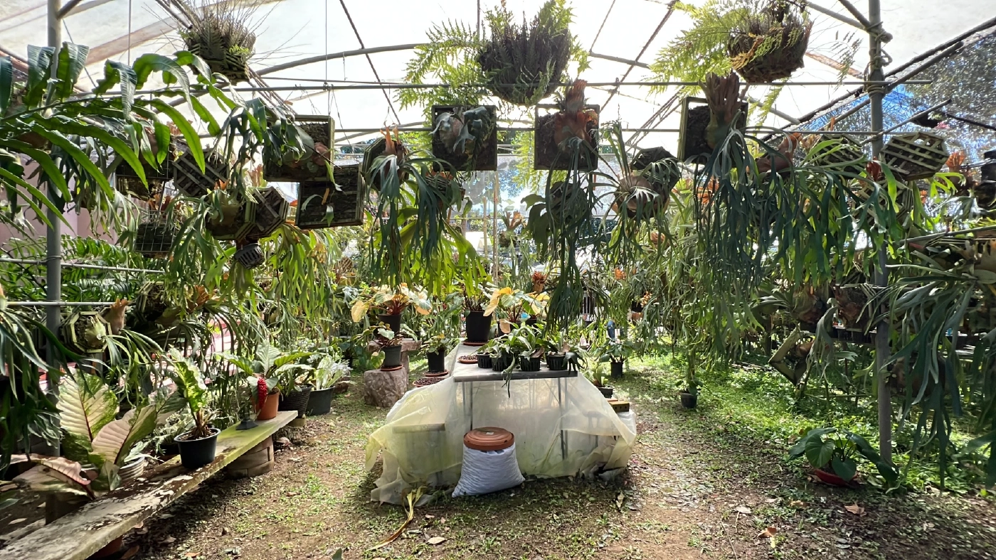 โจรขโมยต้นไม้มูลค่ากว่า 2 ล้านบาท เจ้าของตั้งรางวัลนำจับ 1 แสน