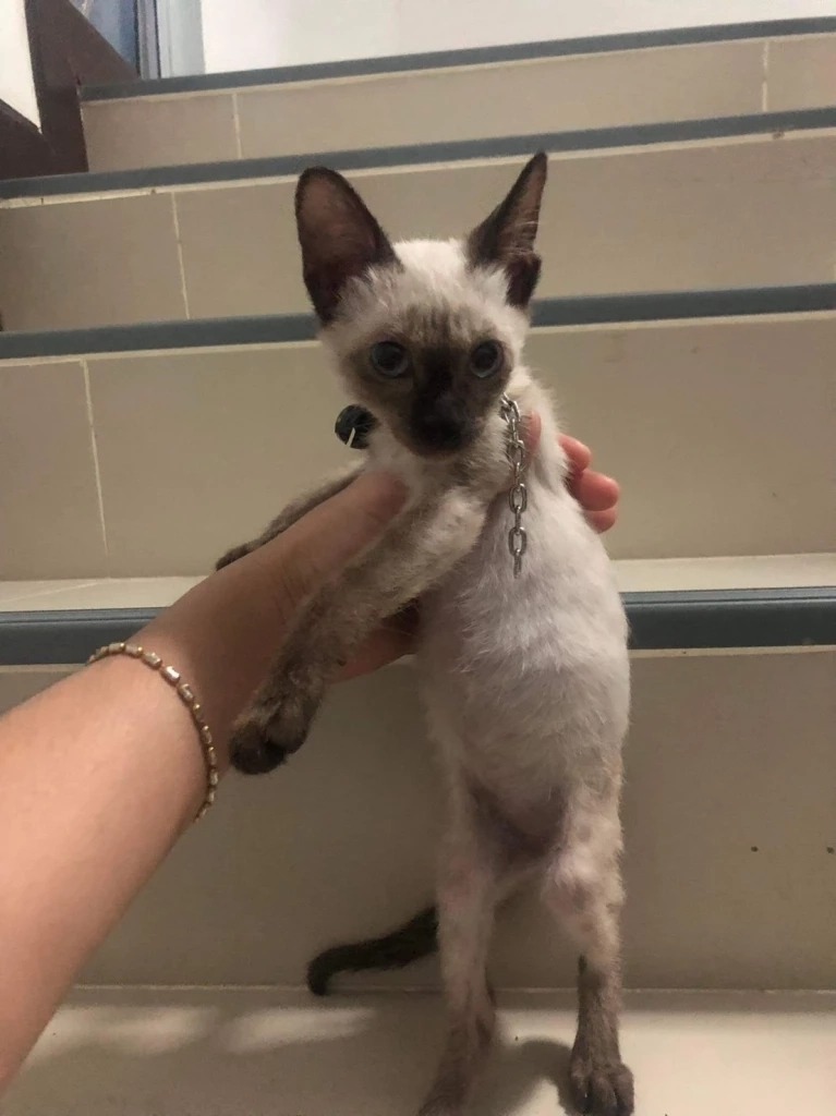 เพื่อนบ้านช็อกเจอ "ด.ช." เล่นโหดทรมาน "แมว" จับทุ่มใส่พื้น