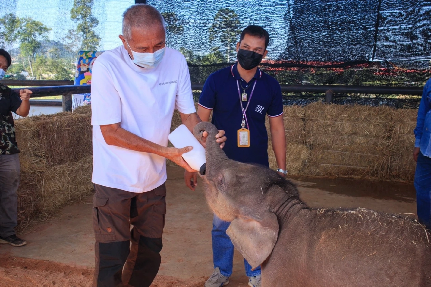 "พังฟ้าใส" ลูกช้างป่าโดนบ่วงรัด ทีมสัตวแพทย์ดูแลอย่างใกล้ชิดพบเริ่มมีอาการดีขึ้น
