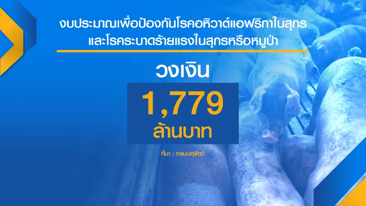 เกษตรฯอัด 1.7 พันล้านเฝ้าระวังโรคใน ‘หมู‘