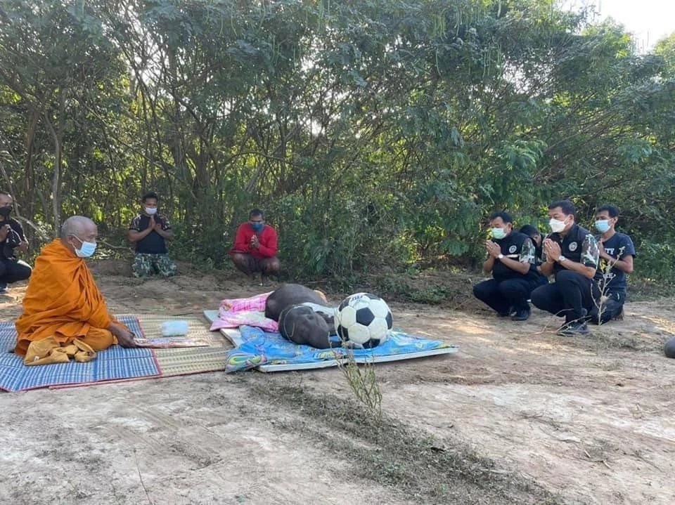 ต๊ะ นารากร โพสต์เศร้าหลังทราบข่าวช้างน้อยวัย 3 เดือน พังฟ้าใสตายแล้ว