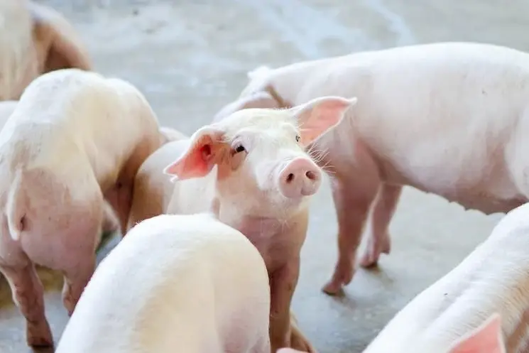 เกษตรกรเลี้ยงหมู ชี้ต้นทุนพุ่ง โอดธนาคารไม่ปล่อยกู้