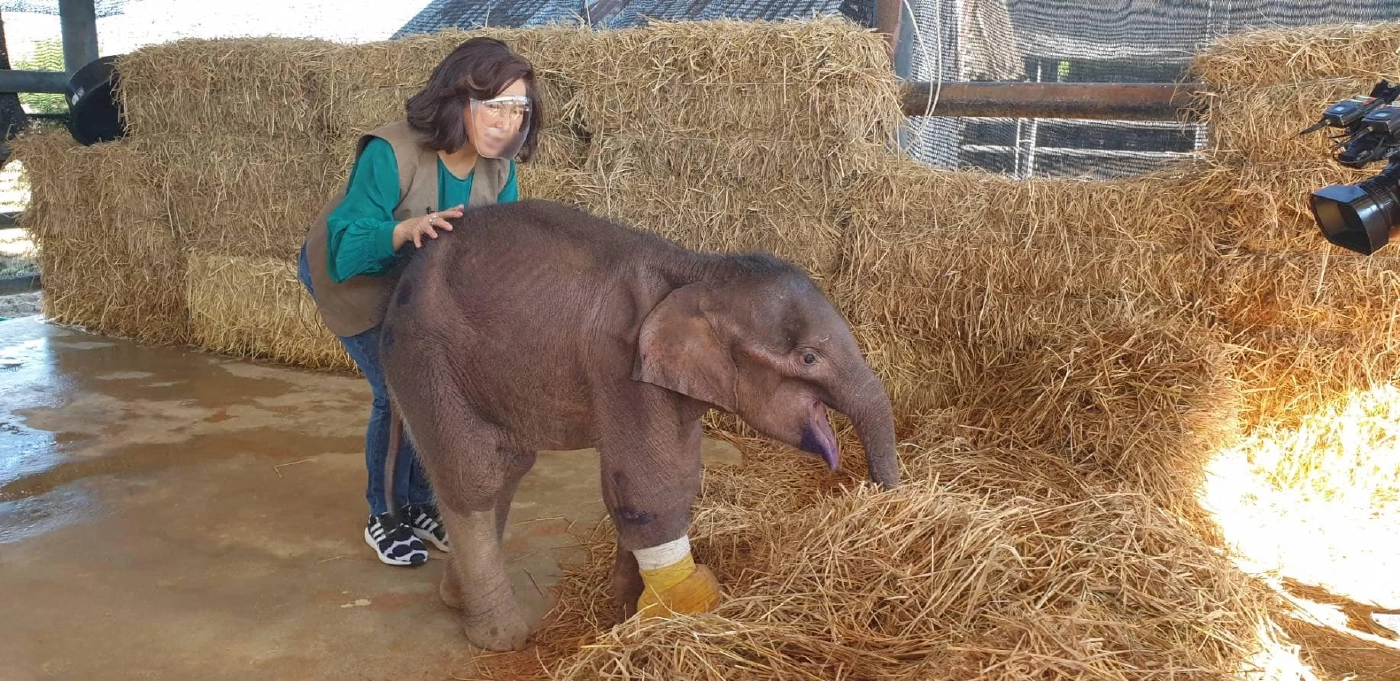 ต๊ะ นารากร โพสต์เศร้าหลังทราบข่าวช้างน้อยวัย 3 เดือน พังฟ้าใสตายแล้ว