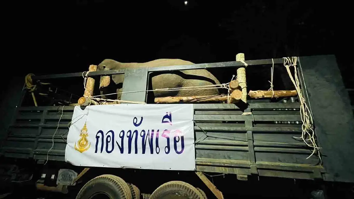 จับช้างป่าสีดอแก้ว ช้างอินดี้ เข้าสถานกักกันช้างป่าเขาตะกรุบ