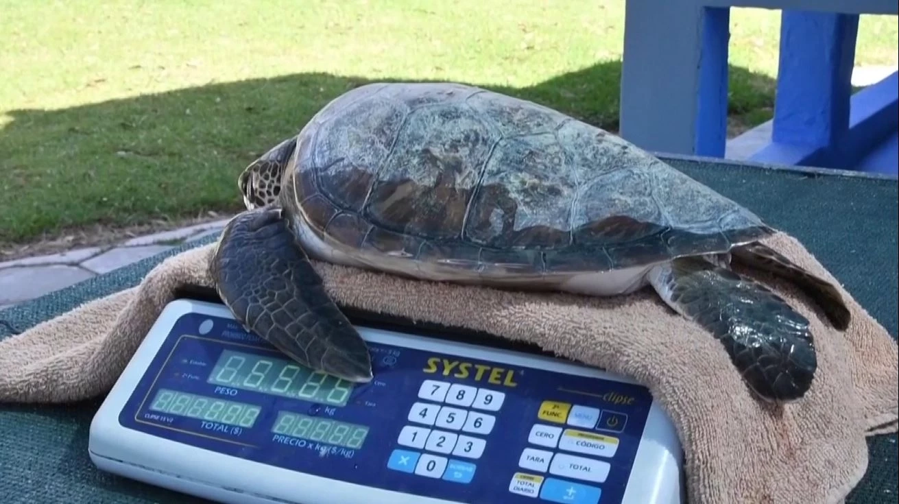 ชาวประมงอาร์เจนตินาพบเต่าที่ในท้องมีแต่ขยะพลาสติก