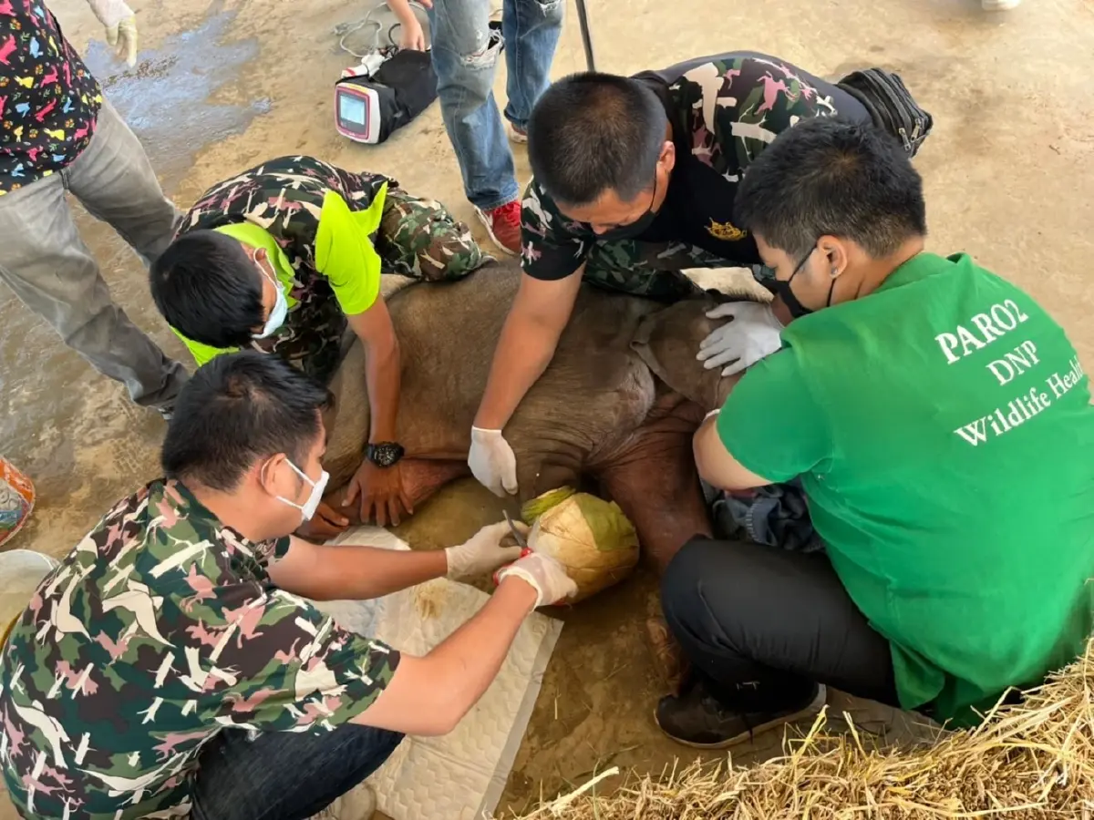 "น้องฟ้าใส" ลูกช้างถูกบ่วงรัดข้อเท้าขาด อาการดีขึ้น