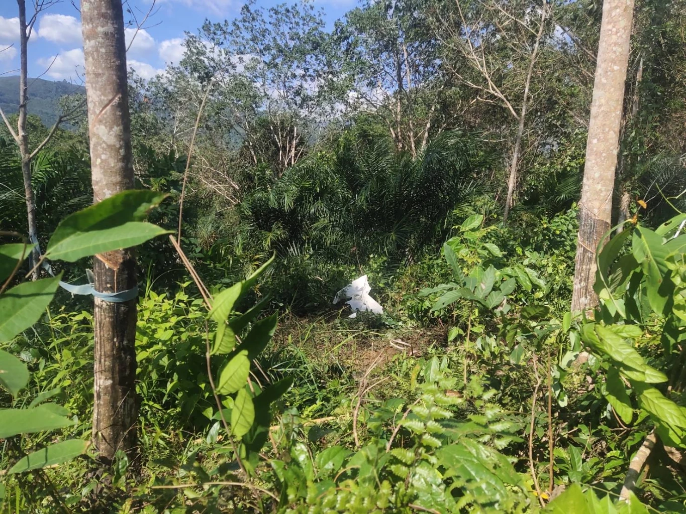 ช้างพลายคลั่งตกมันกระทืบควาญเสียชีวิต