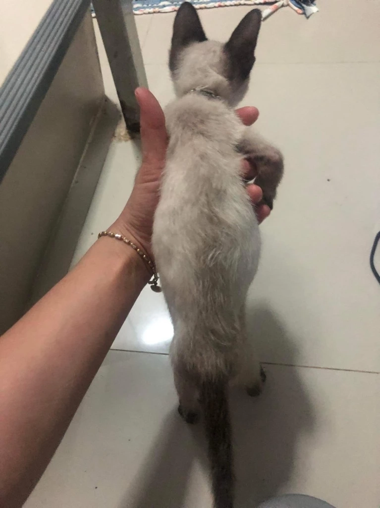 เพื่อนบ้านช็อกเจอ "ด.ช." เล่นโหดทรมาน "แมว" จับทุ่มใส่พื้น