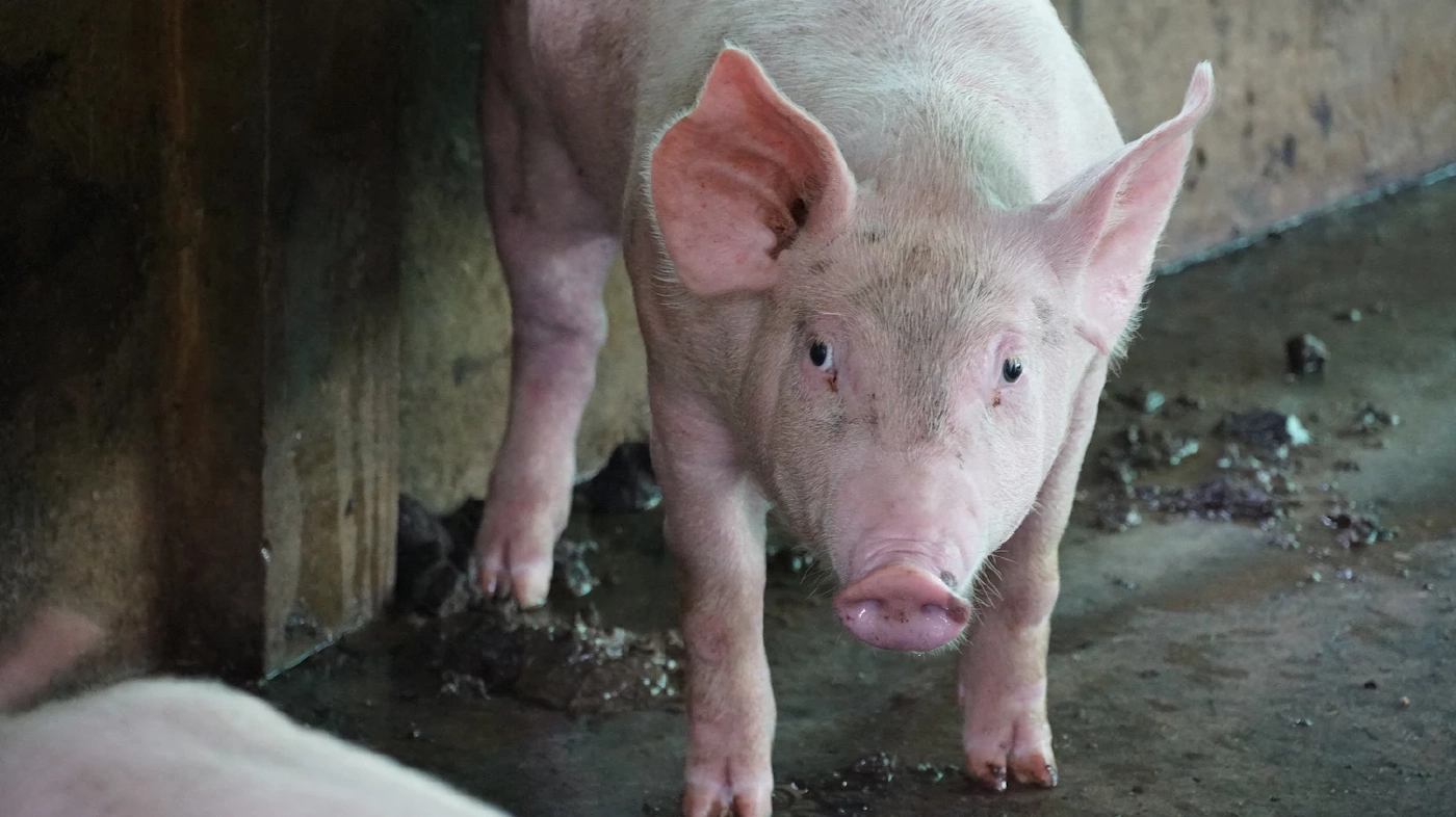 ไทยคงสถานะปลอดโรคอหิวาต์แอฟริกาในสุกร หนึ่งเดียวในอาเซียน