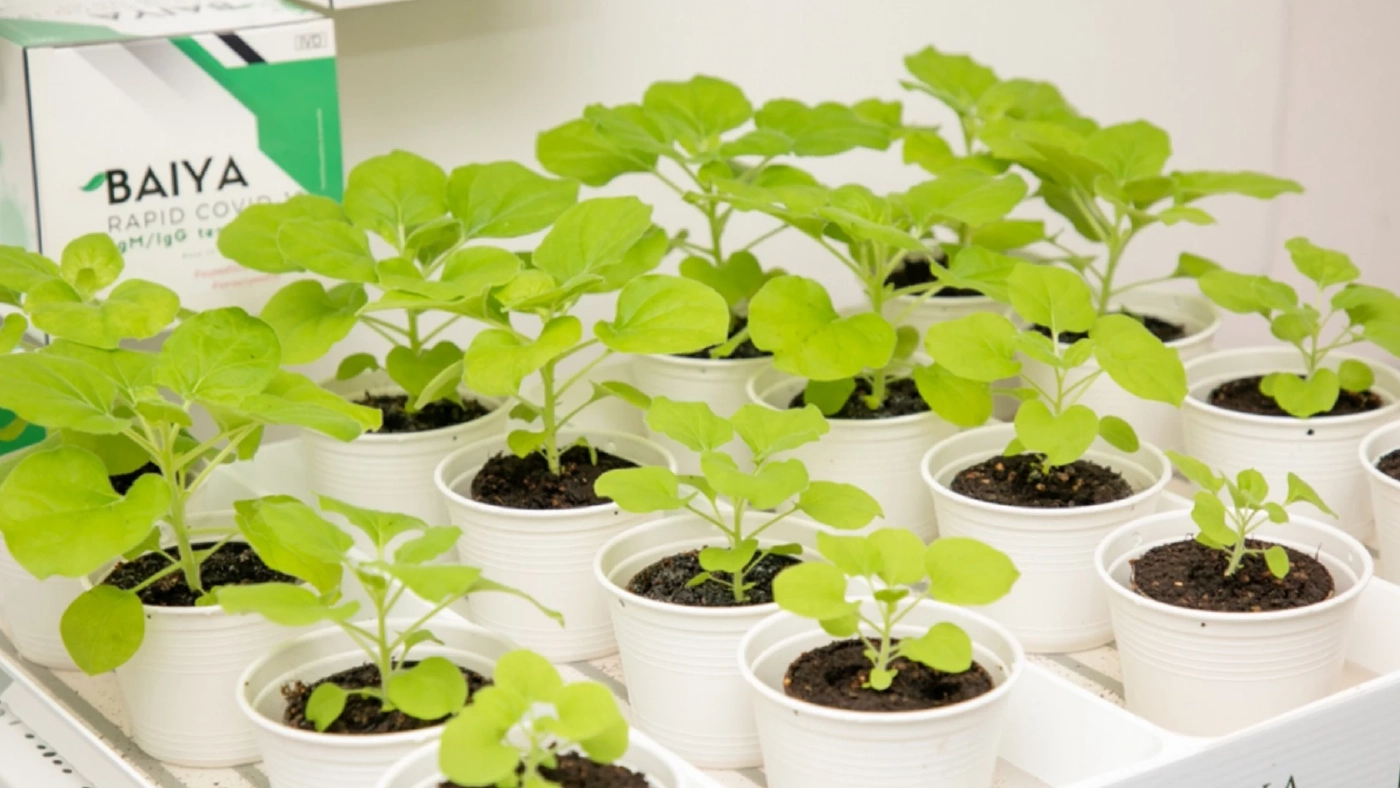 นักวิจัย เผย "โอมิครอน" ไม่กระทบการผลิตวัคซีนใบยา