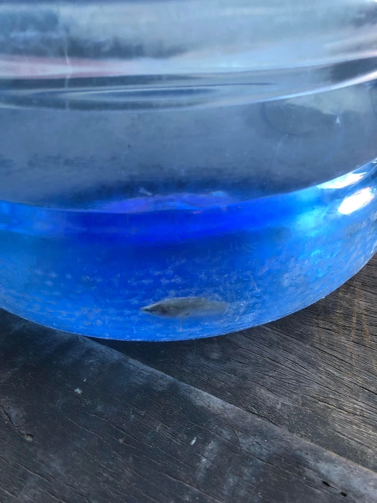 แห่แซวน้ำดื่มสุดธรรมชาติ เจอ "ปลาน้อย" ว่ายก้นถัง