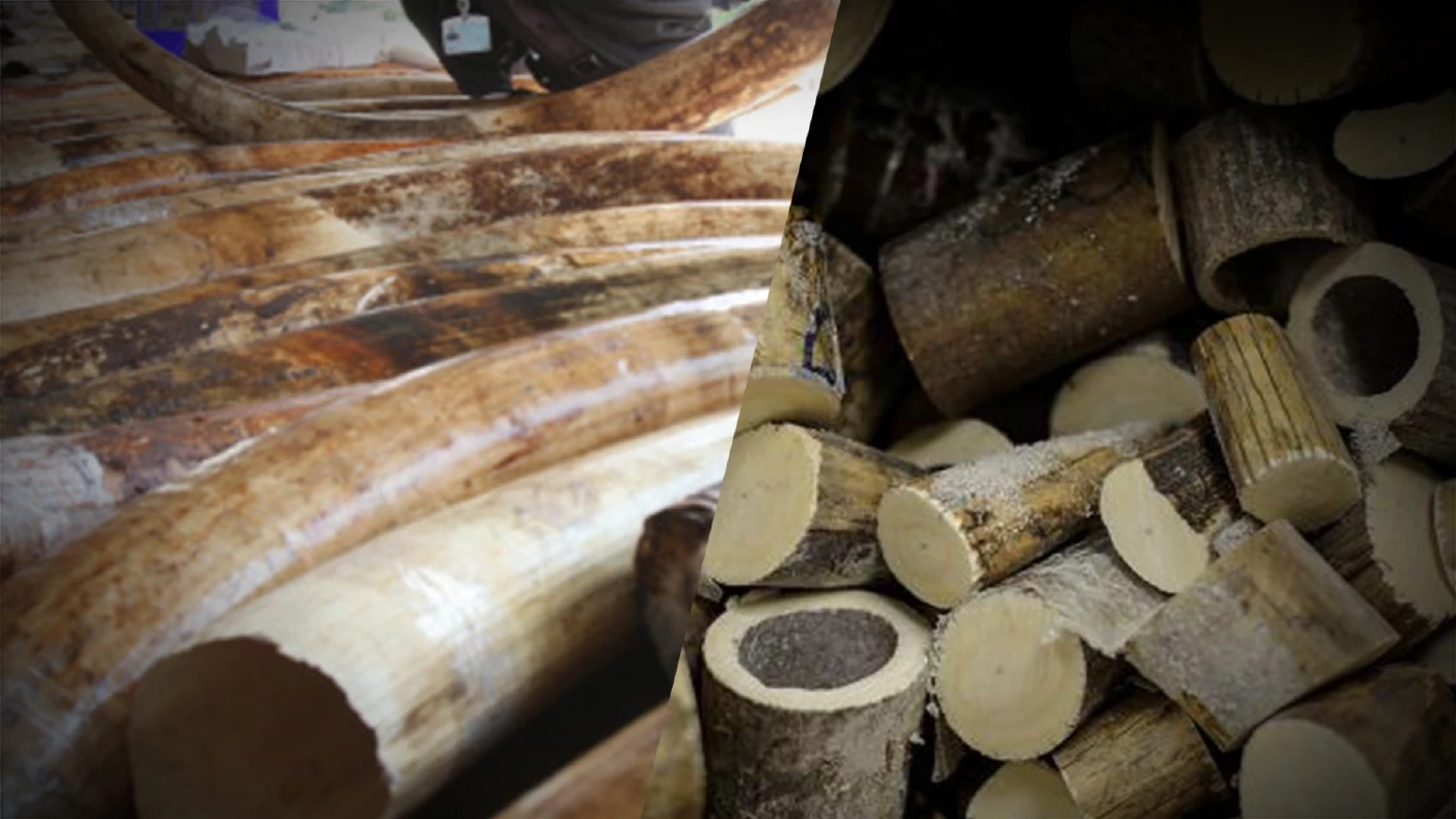 ช้างเฮ! WWF สำรวจความต้องการงาช้างของจีนลดลง หลังการแบนเมื่อปี 2560