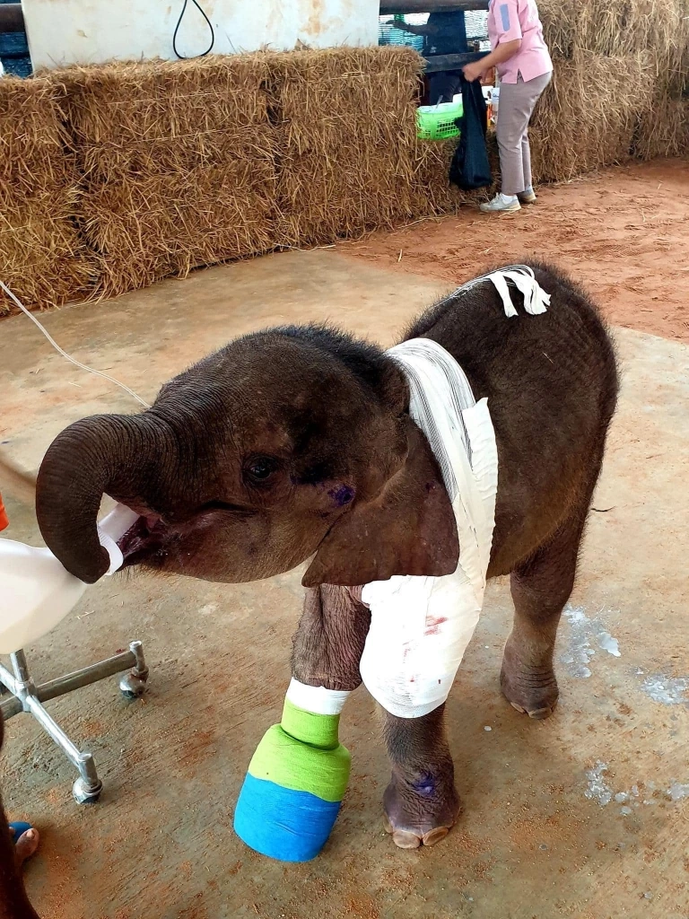 ต๊ะ นารากร โพสต์เศร้าหลังทราบข่าวช้างน้อยวัย 3 เดือน พังฟ้าใสตายแล้ว