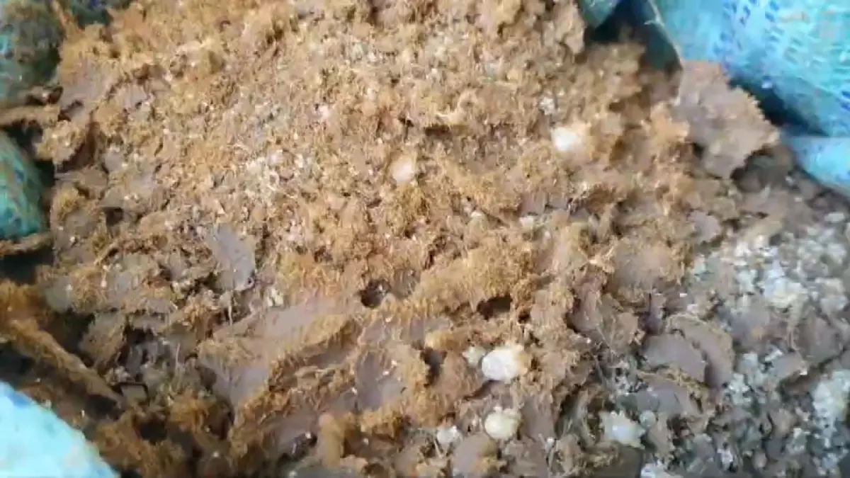 ขุดไข่แมงมันทำเงิน 2 พันบาท/วัน