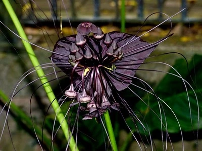 เคล็ดลับมหาเฮง ต้อนรับปีใหม่ ทำบุญ-บูชาอะไร เสริมชีวิตมั่นคง