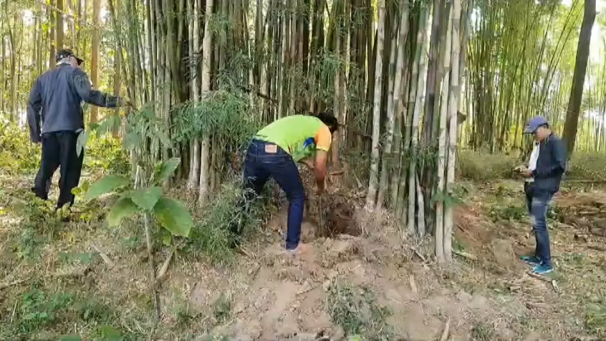 ขุดไข่แมงมันทำเงิน 2 พันบาท/วัน