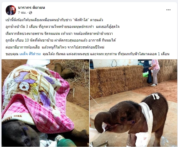 ต๊ะ นารากร โพสต์เศร้าหลังทราบข่าวช้างน้อยวัย 3 เดือน พังฟ้าใสตายแล้ว