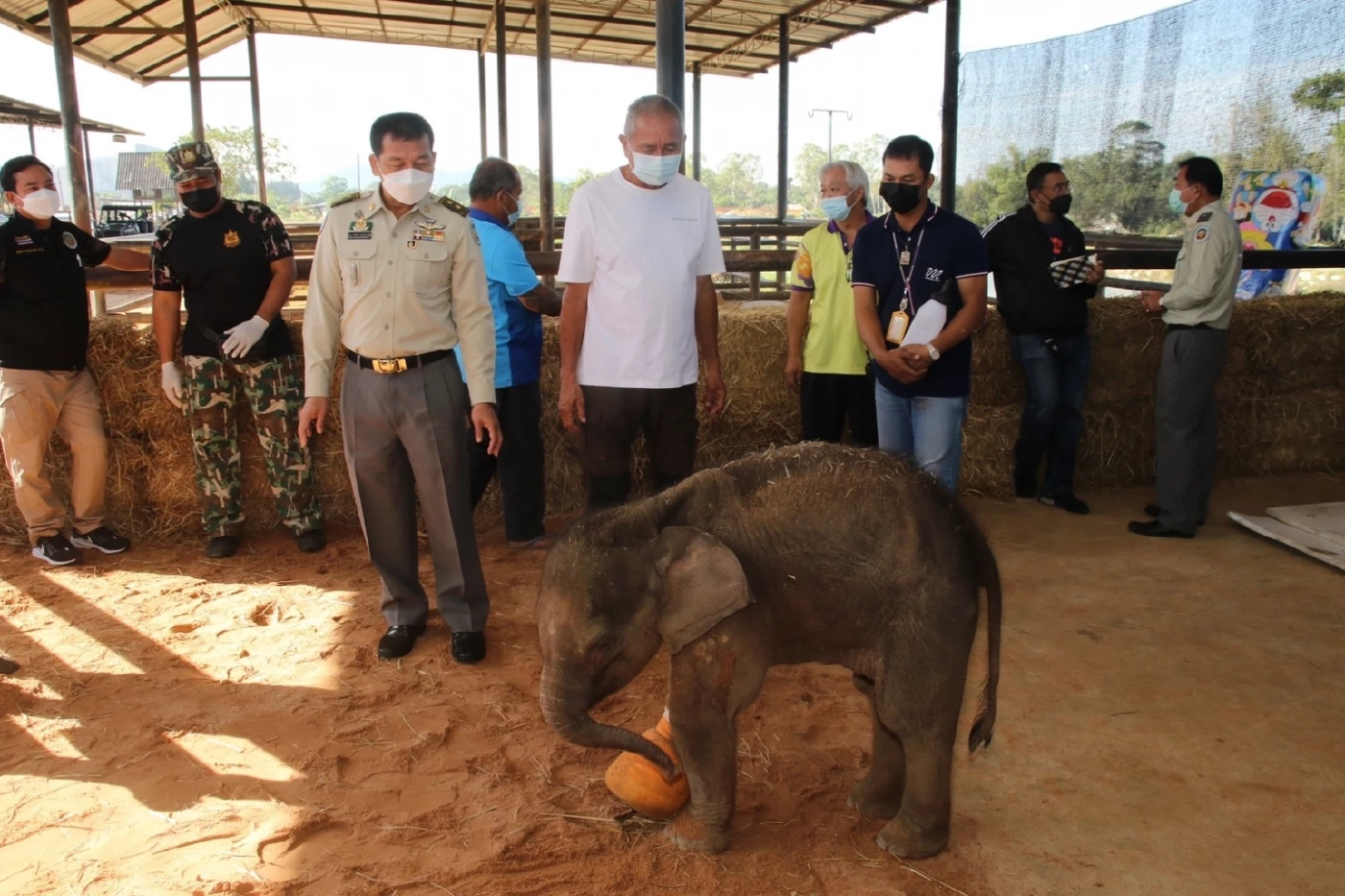 "พังฟ้าใส" ลูกช้างป่าโดนบ่วงรัด ทีมสัตวแพทย์ดูแลอย่างใกล้ชิดพบเริ่มมีอาการดีขึ้น