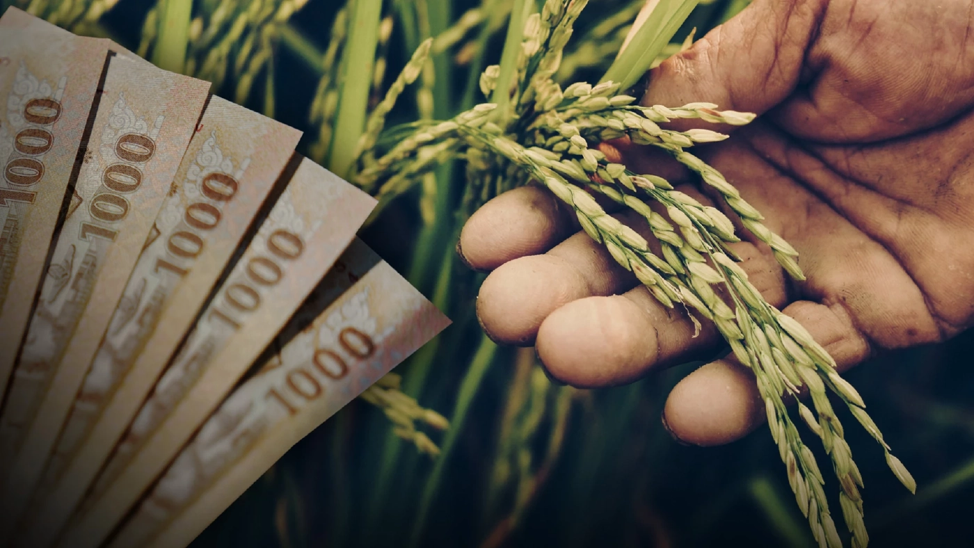 เปิดไทม์ไลน์จ่ายเงินประกันรายได้ “ข้าว - ยางพารา” ช่วยเหลือเกษตรกร