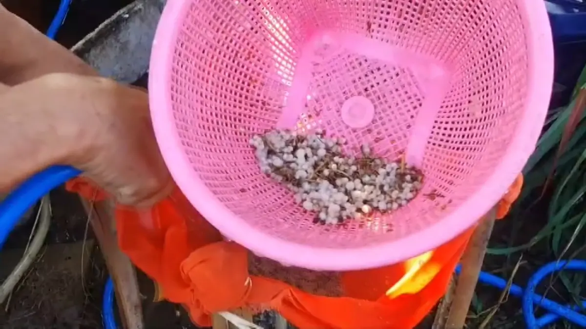 ขุดไข่แมงมันทำเงิน 2 พันบาท/วัน