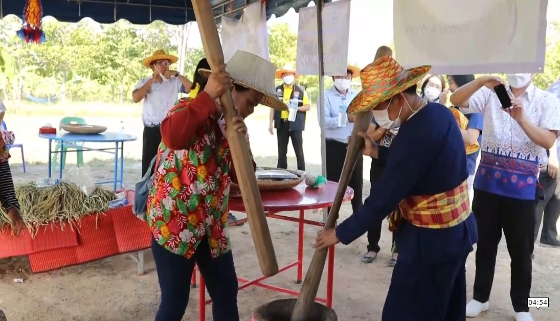 ประเพณีลงแขกเกี่ยวข้าว หว่านวันแม่เกี่ยววันพ่อ ตำข้าวเม่าเผาข้าวหลาม