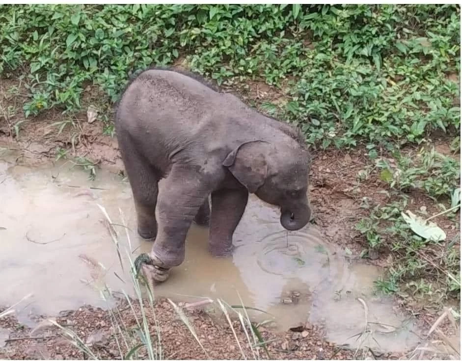 ต๊ะ นารากร โพสต์เศร้าหลังทราบข่าวช้างน้อยวัย 3 เดือน พังฟ้าใสตายแล้ว