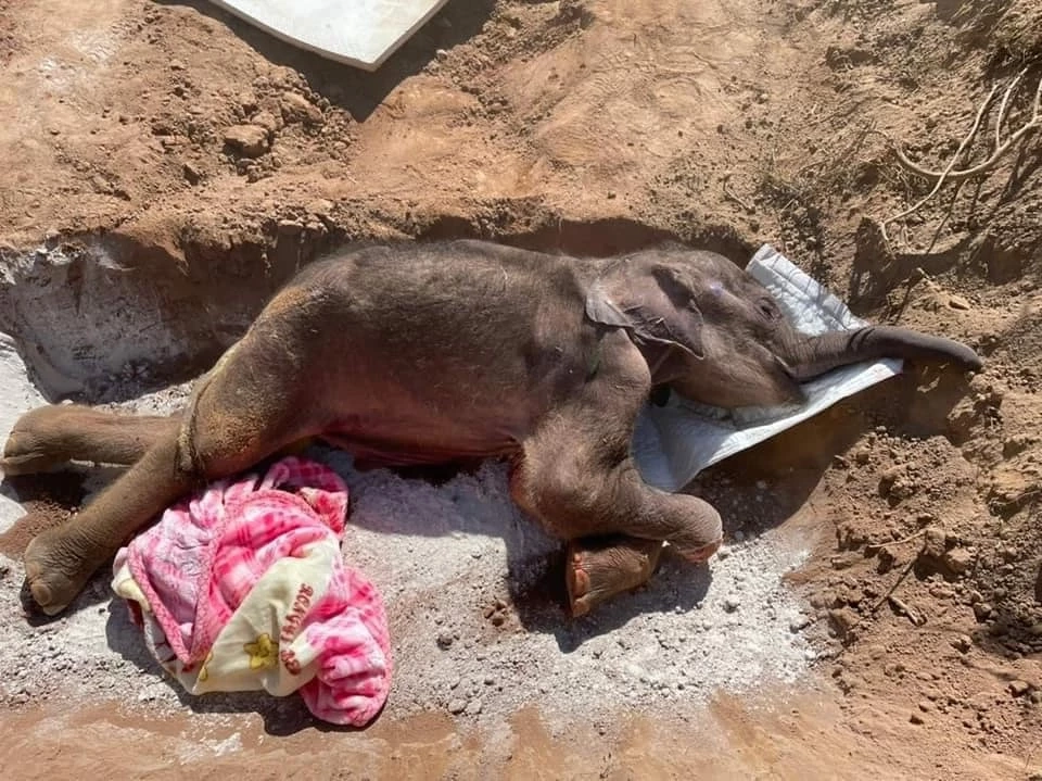 ต๊ะ นารากร โพสต์เศร้าหลังทราบข่าวช้างน้อยวัย 3 เดือน พังฟ้าใสตายแล้ว