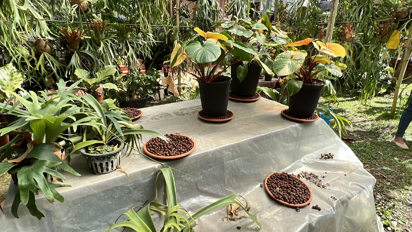 โจรขโมยต้นไม้มูลค่ากว่า 2 ล้านบาท เจ้าของตั้งรางวัลนำจับ 1 แสน