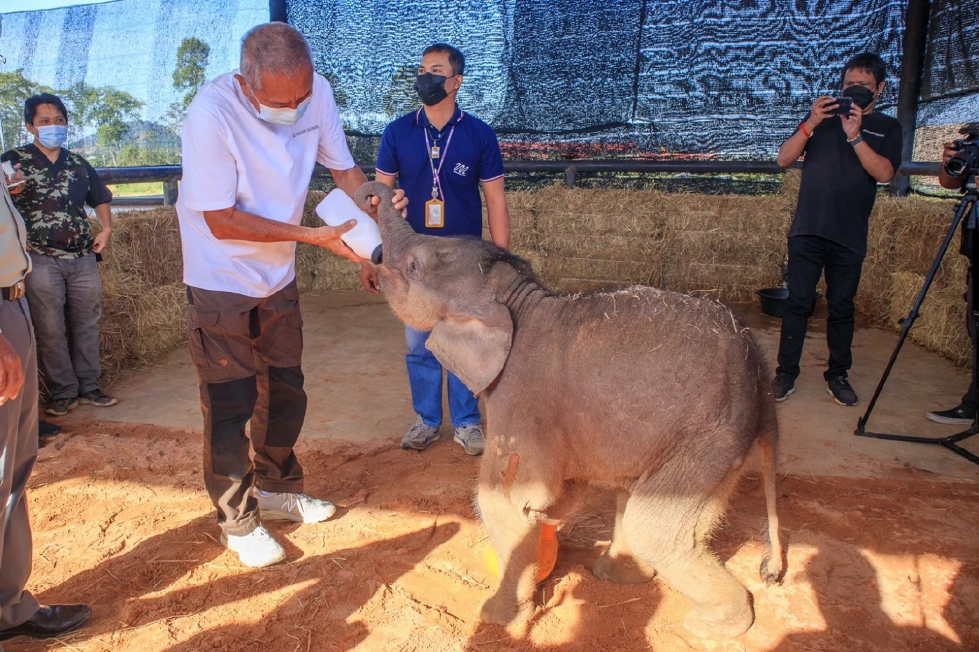 "พังฟ้าใส" ลูกช้างป่าโดนบ่วงรัด ทีมสัตวแพทย์ดูแลอย่างใกล้ชิดพบเริ่มมีอาการดีขึ้น