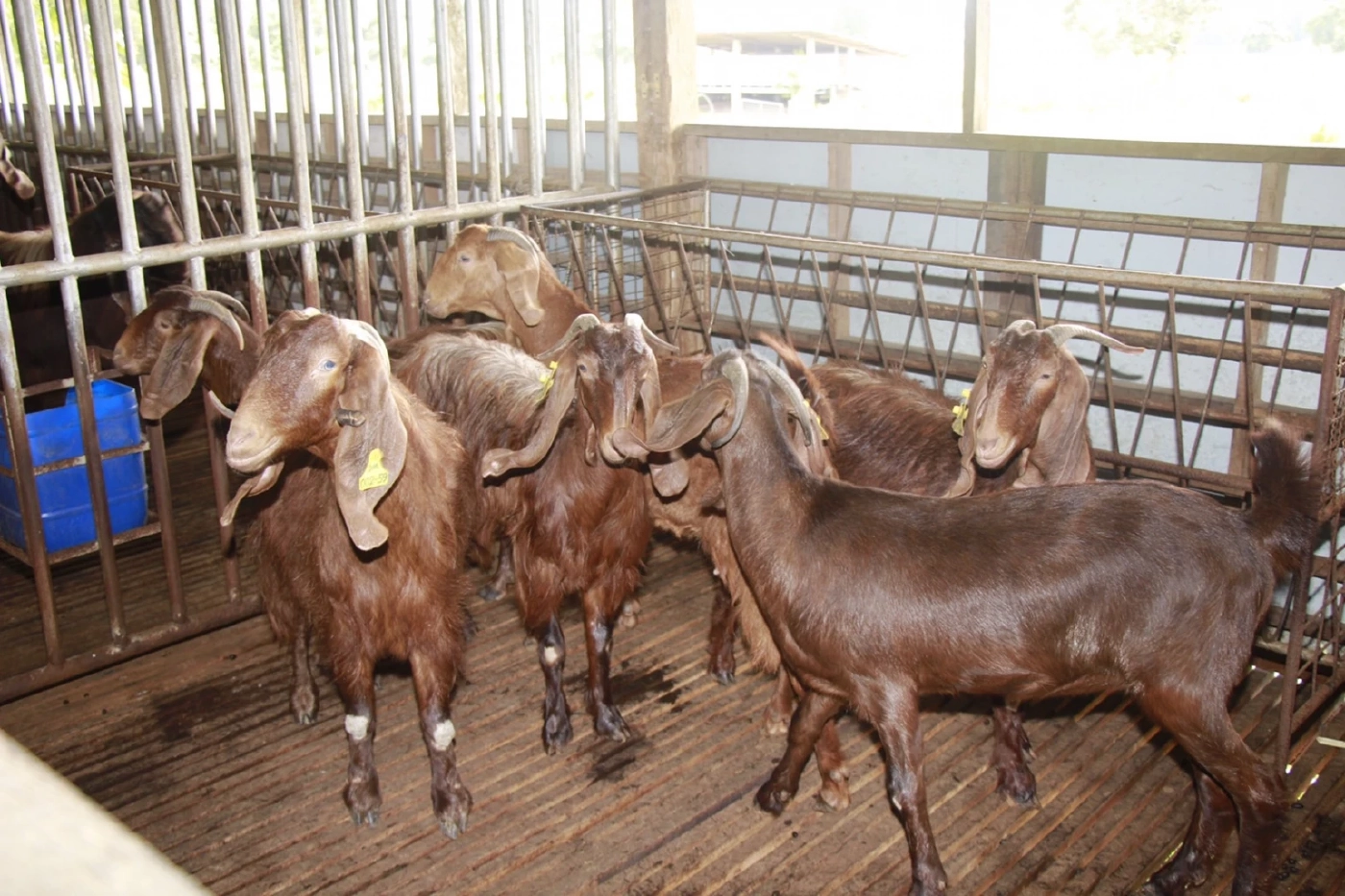 แพะใต้มีเฮ วช. ลงพื้นที่สงขลา หนุนวิจัยเลี้ยงแพะ ม.อ.ครบวงจร