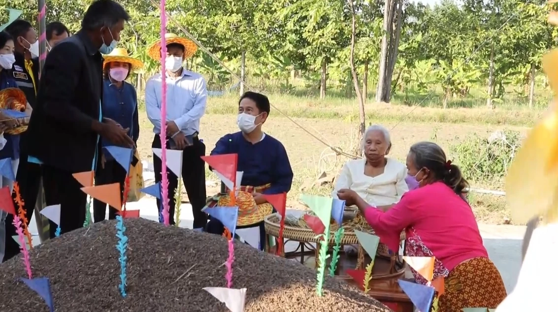 ประเพณีลงแขกเกี่ยวข้าว หว่านวันแม่เกี่ยววันพ่อ ตำข้าวเม่าเผาข้าวหลาม