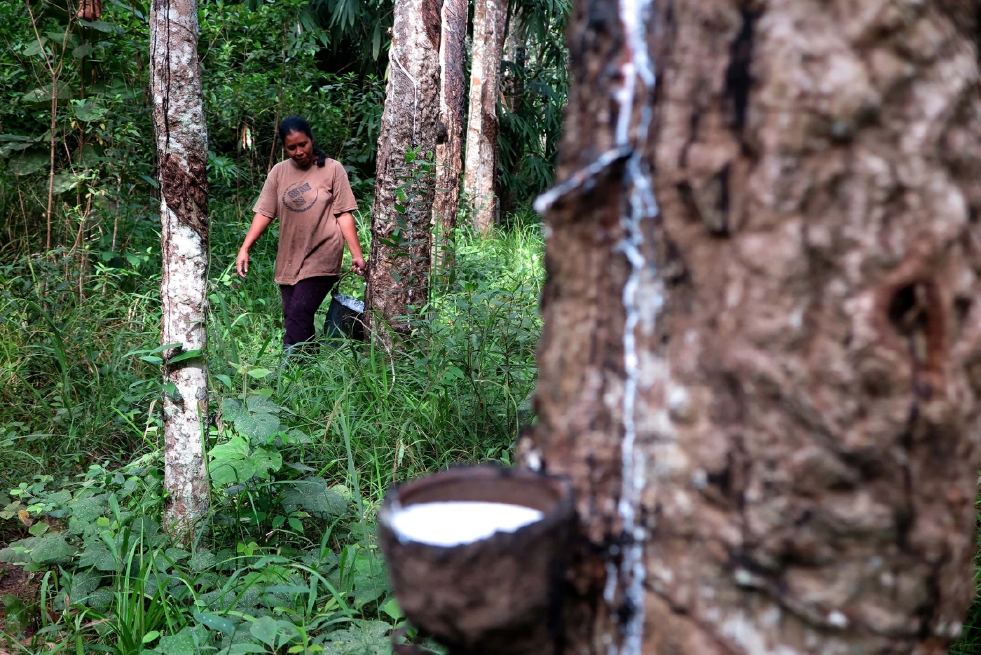 Kick Off จุรินทร์ จ่ายเงินส่วนต่างข้าว-ยาง รับพร้อมกันทั่วประเทศ