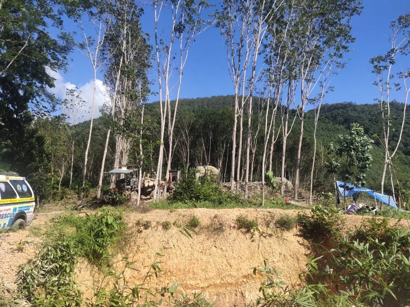 ช้างพลายคลั่งตกมันกระทืบควาญเสียชีวิต