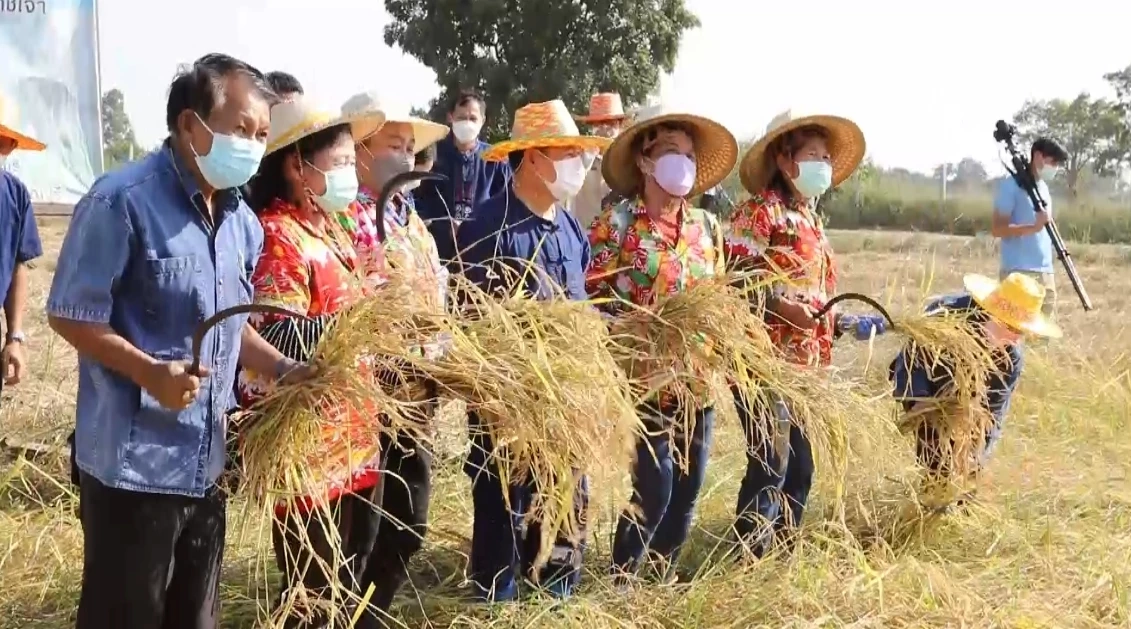 ประเพณีลงแขกเกี่ยวข้าว หว่านวันแม่เกี่ยววันพ่อ ตำข้าวเม่าเผาข้าวหลาม