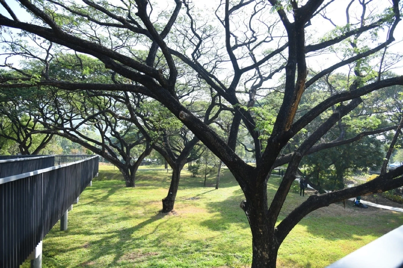 สวนป่า “เบญจกิติ” ปอดแห่งใหม่ของคนกรุงเทพฯ