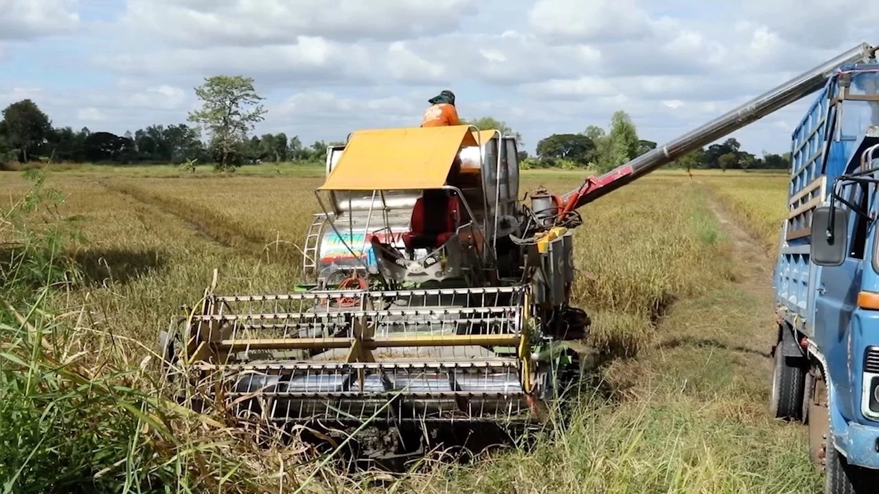 9 -14 ธ.ค. นี้ เงินถึงมือชาวนา ธ.ก.ส.พร้อมโอนเงินประกันรายได้