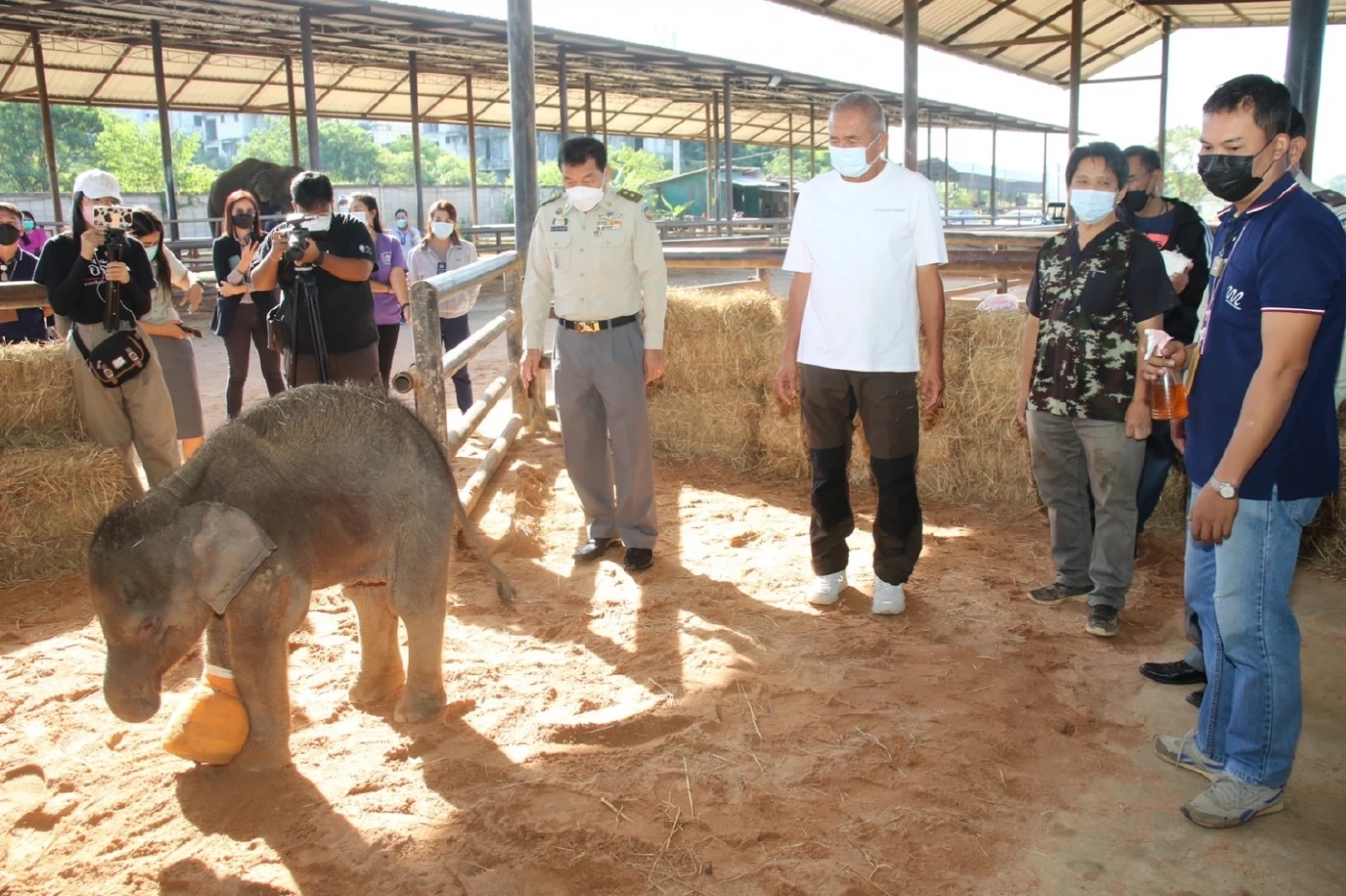 "พังฟ้าใส" ลูกช้างป่าโดนบ่วงรัด ทีมสัตวแพทย์ดูแลอย่างใกล้ชิดพบเริ่มมีอาการดีขึ้น