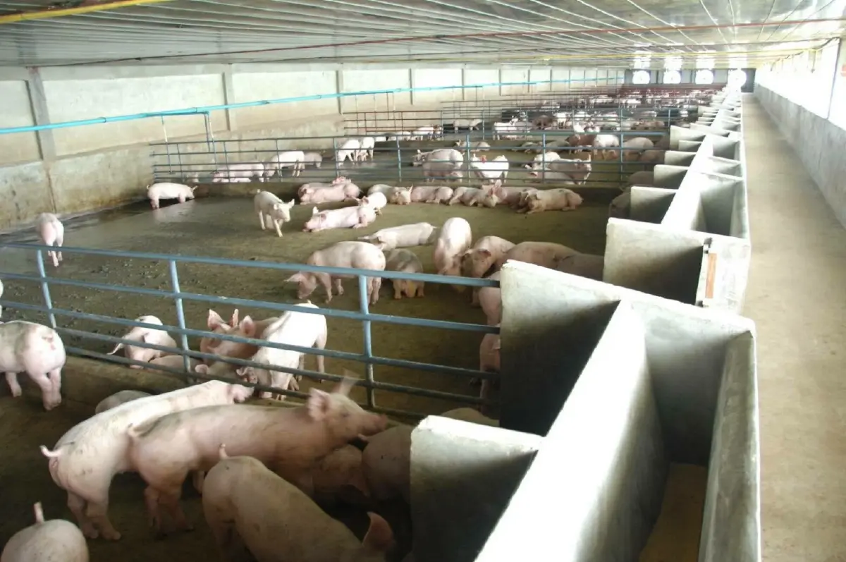 เหตุหมูแพง เพราะ รัฐปิดข่าวโรคระบาดในหมู ชี้ พาณิชย์เมินแก้ปัญหาให้เกษตรกร