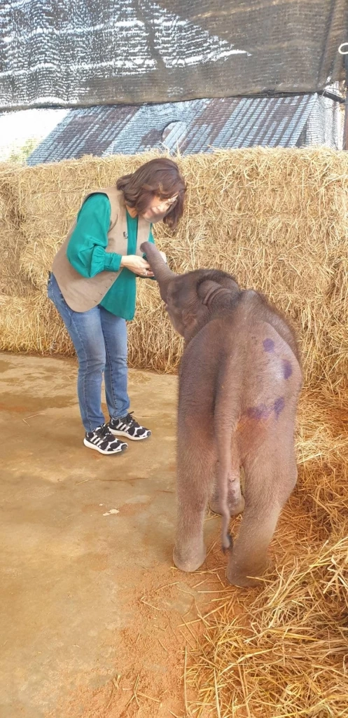ต๊ะ นารากร โพสต์เศร้าหลังทราบข่าวช้างน้อยวัย 3 เดือน พังฟ้าใสตายแล้ว
