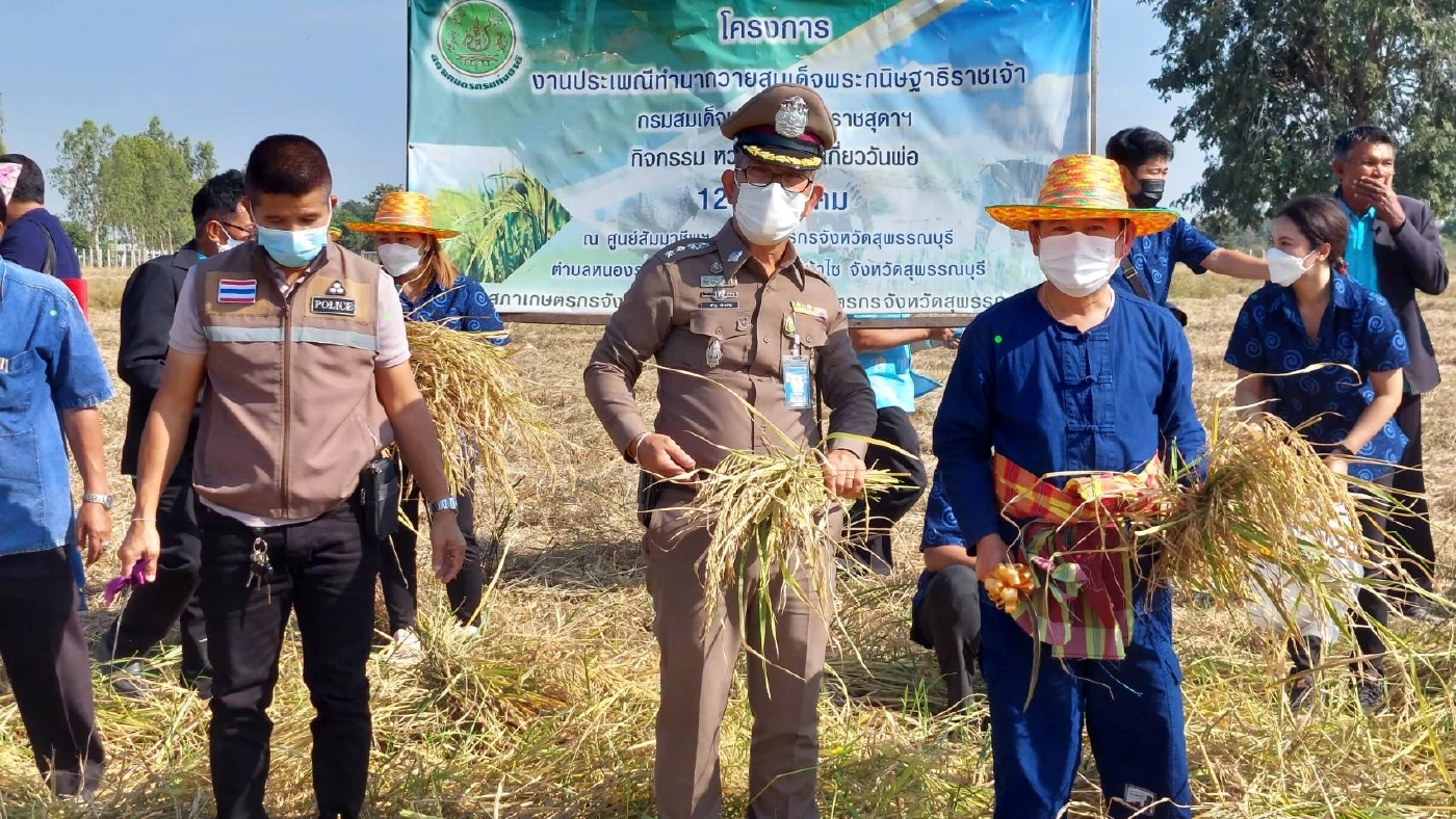 ประเพณีลงแขกเกี่ยวข้าว หว่านวันแม่เกี่ยววันพ่อ ตำข้าวเม่าเผาข้าวหลาม