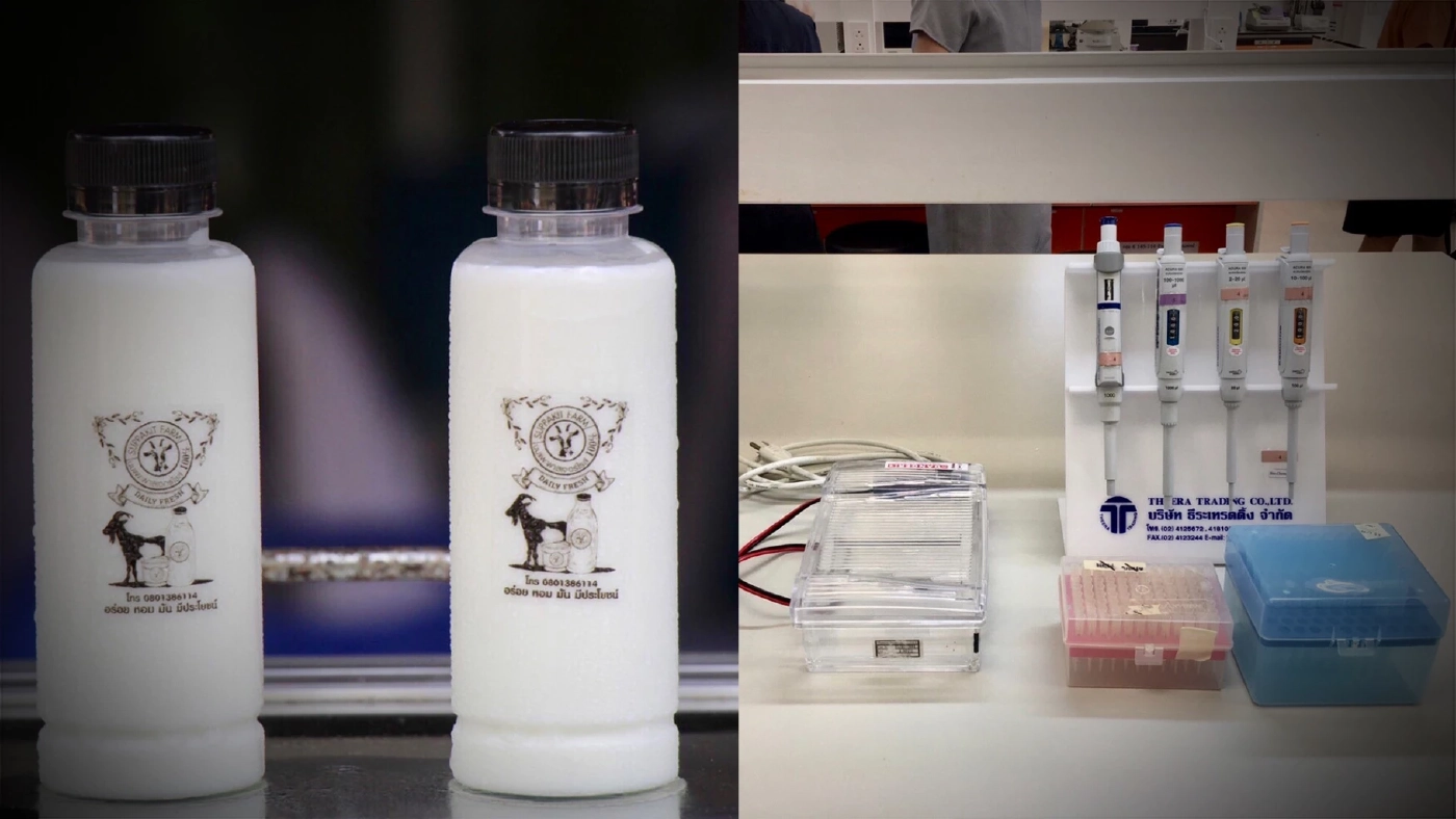 ม.อ.พัฒนาชุดตรวจโรค "เมลิออยโดสิส" ในแพะ ลดการเกิดโรคจากแพะสู่คน