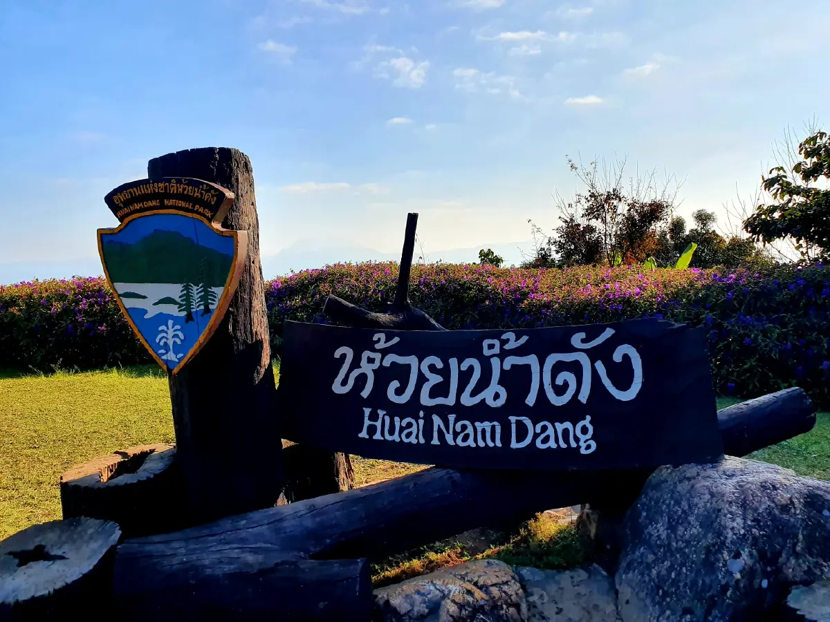 นักเที่ยวแห่ชม ดอกพญาเสือโคร่ง บานสะพรั่งสวยงามที่ห้วยน้ำดัง