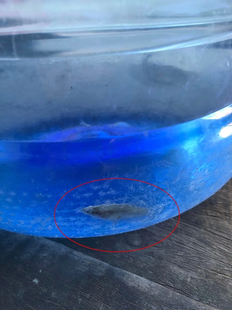 แห่แซวน้ำดื่มสุดธรรมชาติ เจอ "ปลาน้อย" ว่ายก้นถัง