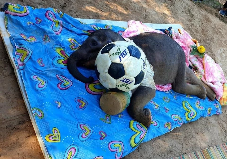 ต๊ะ นารากร โพสต์เศร้าหลังทราบข่าวช้างน้อยวัย 3 เดือน พังฟ้าใสตายแล้ว