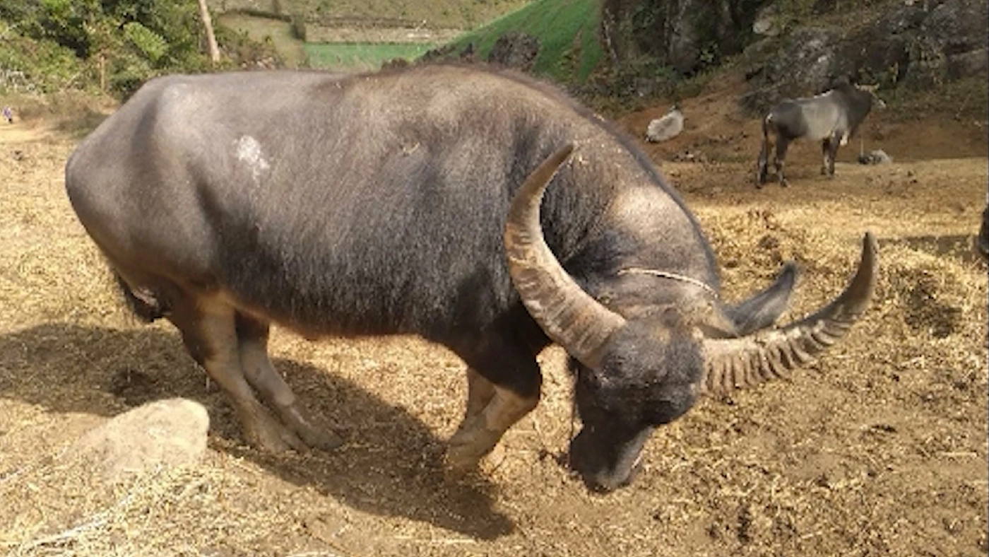 พ่อค้าลักลอบนำเข้า ‘โค-กระบือ‘ เมียนมา