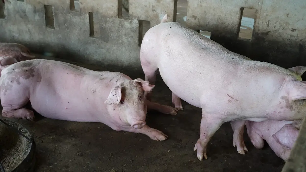 ฟาร์มหมูรายย่อยยันรัฐปกปิดความจริงโรค ASF