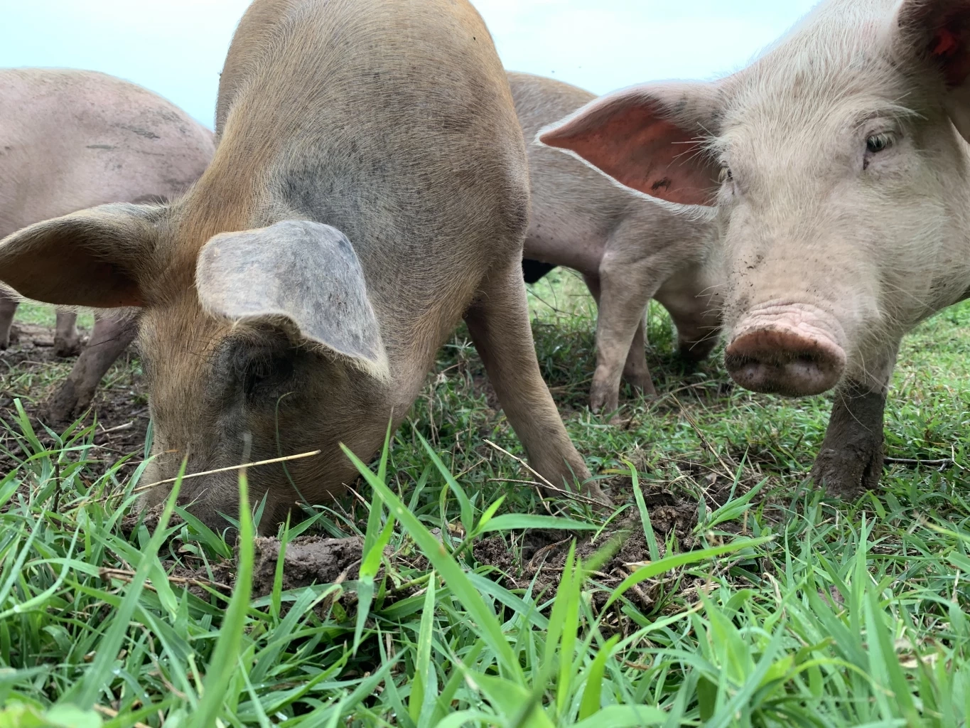 ทึ่ง! ฟาร์มหมูขุนอินทรีย์ระบบปิด รอดโรคระบาด ไม่ตายสักตัว